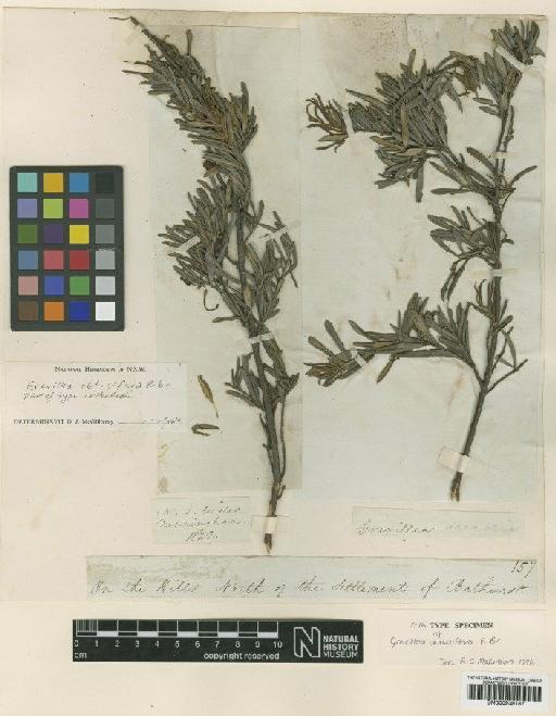 Grevillea obtusiflora R.Br. - BM000939187