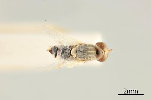 Heterotropus gracilis Greathead, 1967 - 010628982_Heterotropus_gracilis_Dorsal_habitus_Holotype