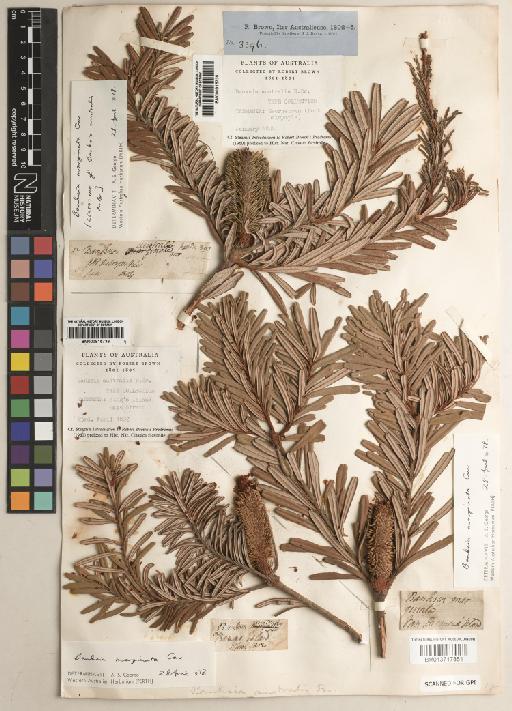 Banksia marginata Cav. - BM013717851