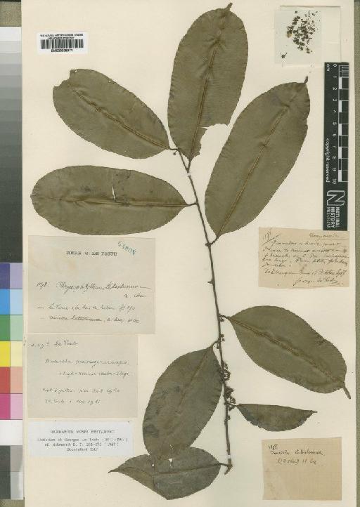 Chrysophyllum pentagonocarpum Engl. & K.Krause - BM000925371