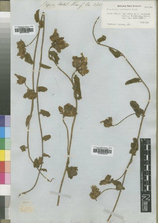 Convolvulus natalensis Bernh. - BM000930469