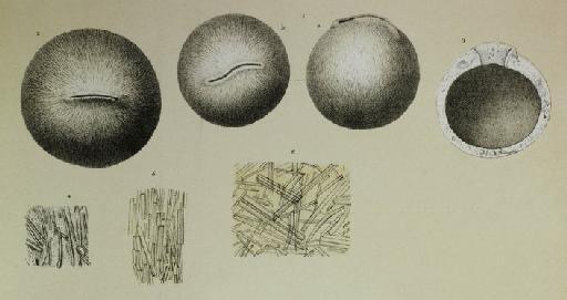 Pilulina jeffreysi Carpenter, 1875 - ZF2089_25_1a_Pilulina_jeffreysii.jpg