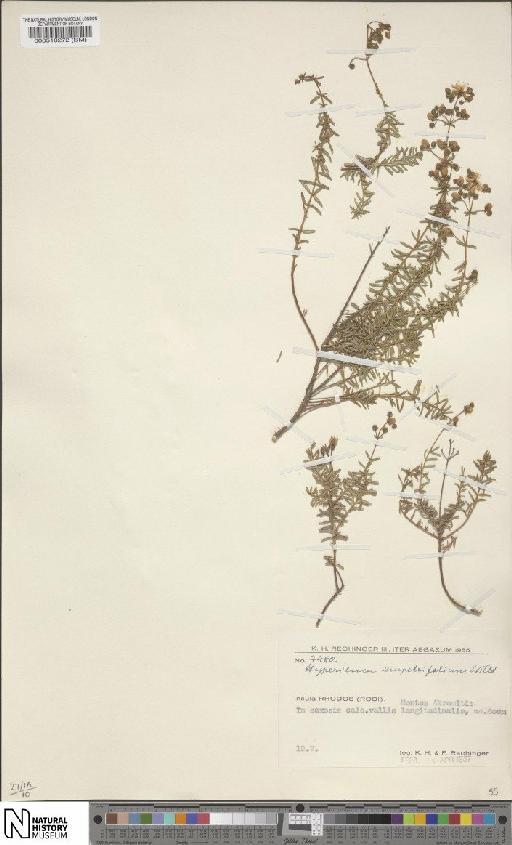 Hypericum empetrifolium Willd. - BM000510272