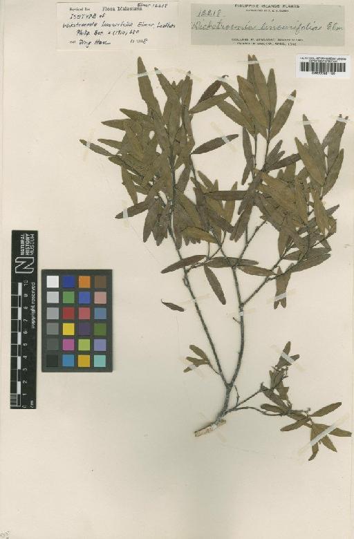 Wikstroemia linearifolia Elmer - BM000951180