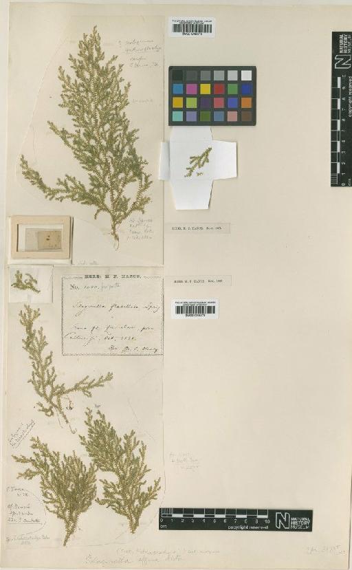 Selaginella effusa Alston - BM001048574