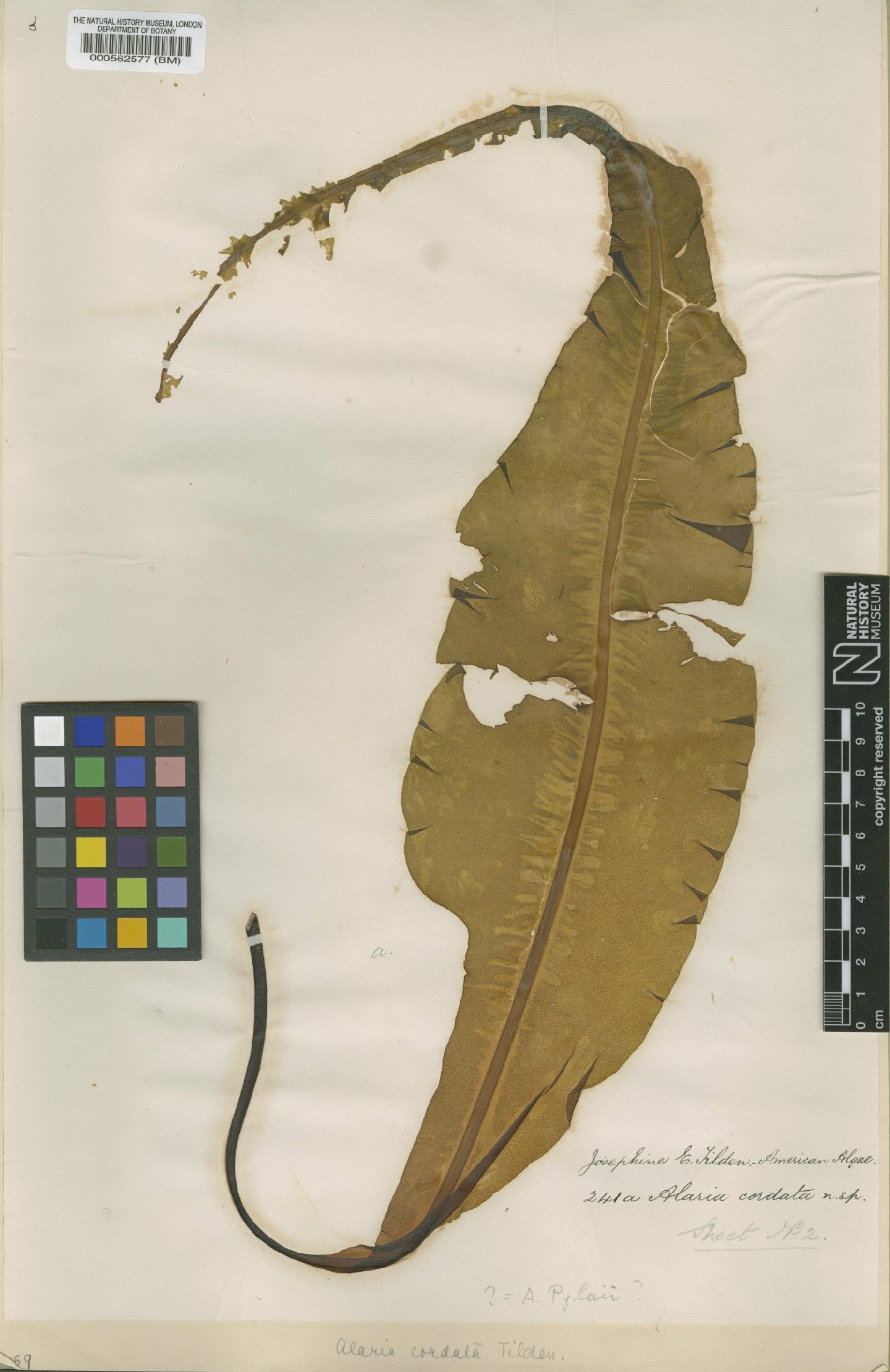 To NHMUK collection (Alaria marginata Postels & Rupr.; Isotype; NHMUK:ecatalogue:4719607)