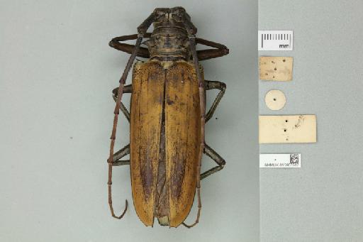 Batocera cinnamonea Pascoe, 1866 - 013907512_Labels_Ventral
