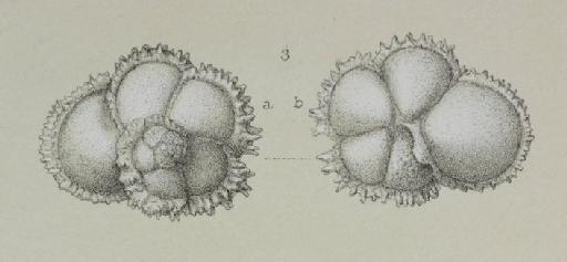 Pulvinulina menardii var. fimbriata Brady, 1884 - ZF2227_103_3_Globorotalia_menardii_var_fimbriata.jpg