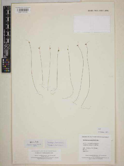 Isolepis setacea (L.) R.Br. - BM013721210