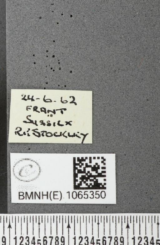 Coenonympha pamphilus ab. latiora Leeds, 1950 - BMNHE_1065350_label_26571