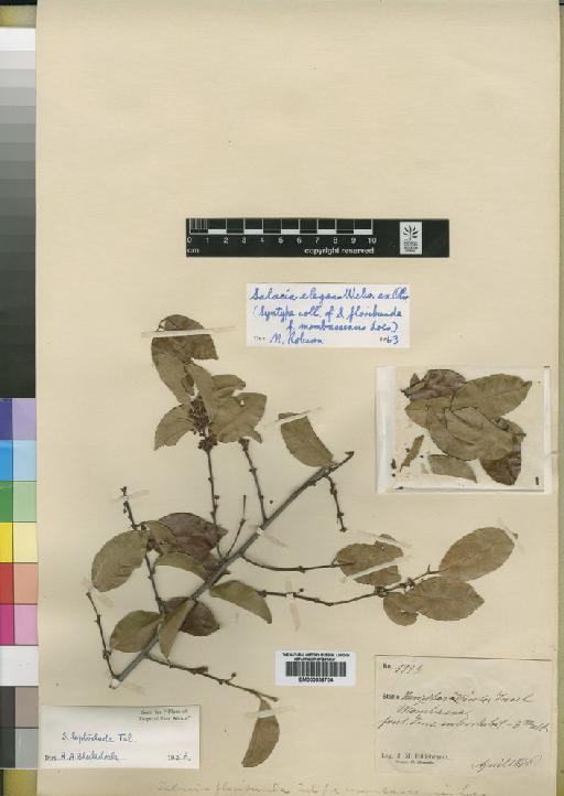 Salacia elegans Welw. ex Oliv. - BM000838704