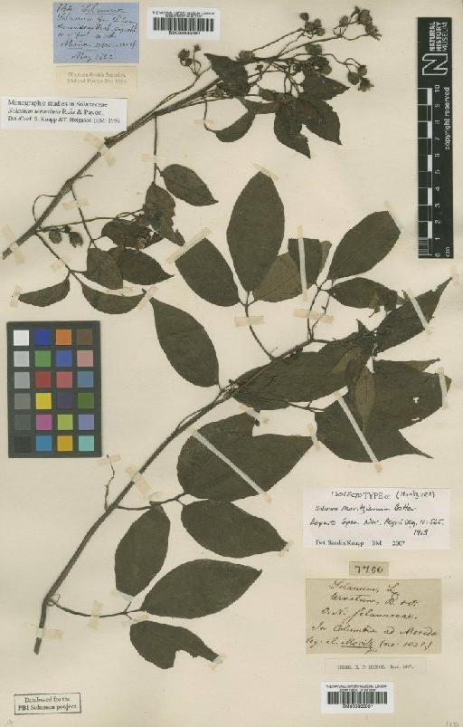 Solanum ternatum Ruiz & Pav. - BM000935090