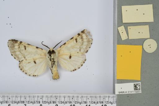 Afrocerura thomensis (Talbot, 1929) - NHMUK014173203_Cerura_thomensis_type_V