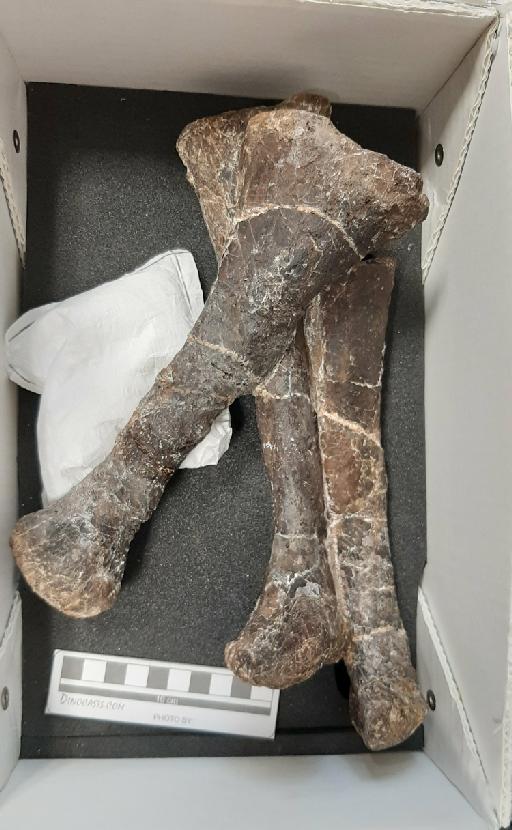 Camptosaurus Marsh, 1885 - OE-PAL-2014-47