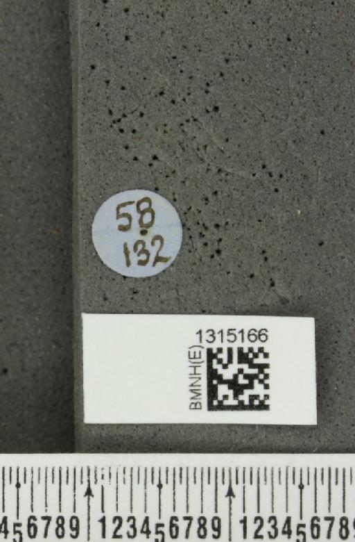 Leptinotarsa cacica Stål, 1858 - BMNHE_1315166_a_label_14899
