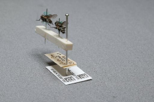 Sarcophaga (Myorhina) nigriventris Meigen, 1826 - 015091866_additional_2