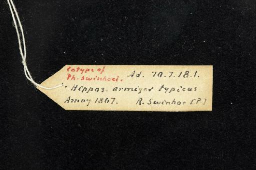 Phyllorhina swinhoei Peters, 1871 - 1870_7_18_1-Phyllorhina_swinhoii-Syntype-Skull-label