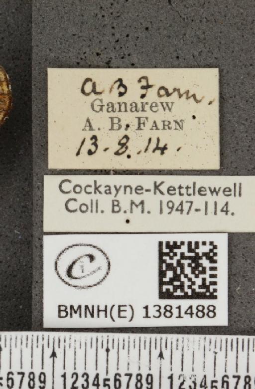 Araschnia levana (Linnaeus, 1758) - BMNHE_1381488_label_167664