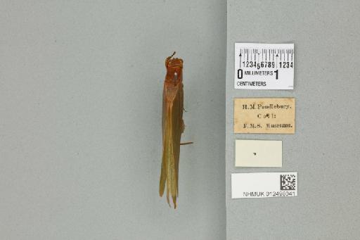 Tapiena cucullata (von Wattenwyl, 1891) - 012498041_reverse_1