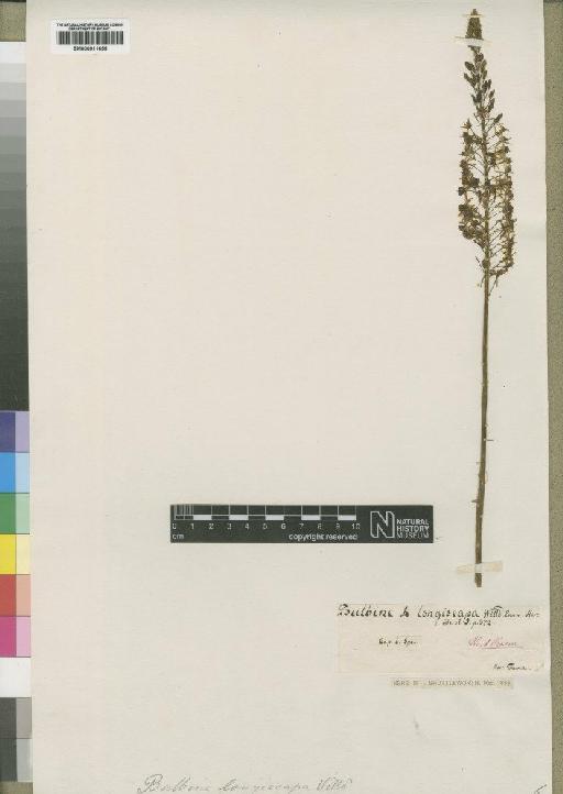 Bulbine altissima (Mill.) Fourc. - BM000911655