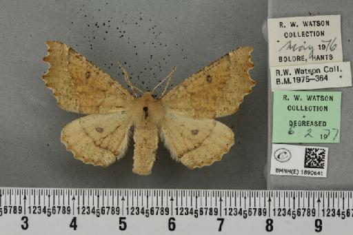 Odontopera bidentata (Clerck, 1759) - BMNHE_1890641_452734