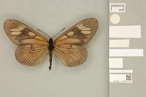 Acraea (Actinote) actinote alberti Neild & Romero, 2008 - 014542232_Actinote_alberti _alberti _Neild & Romero_2008_PT_1