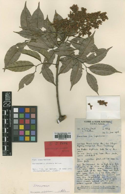 Sarcopteryx caudata Welzen - BM000884184