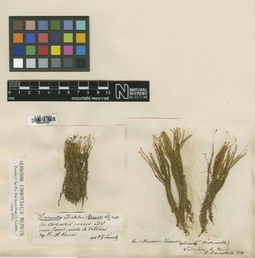 Anisothecium krausei (Lorentz) Herz - BM000879347_a