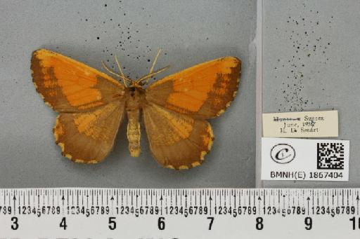 Angerona prunaria ab. pickettaria Prout, 1903 - BMNHE_1867404_439641