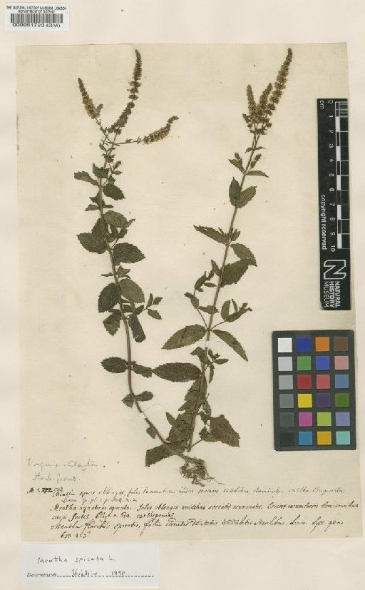 Mentha spicata var. viridis L. - BM000051723