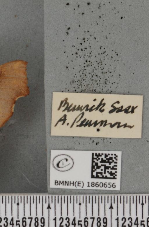 Ennomos fuscantaria (Haworth, 1809) - BMNHE_1860656_a_label_434303