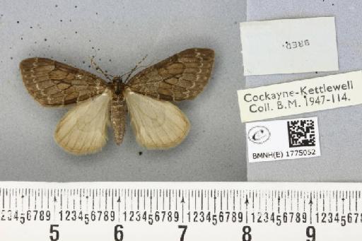 Thera obeliscata ab. obliterata Buchanan White, 1878 - BMNHE_1775052_a_338848