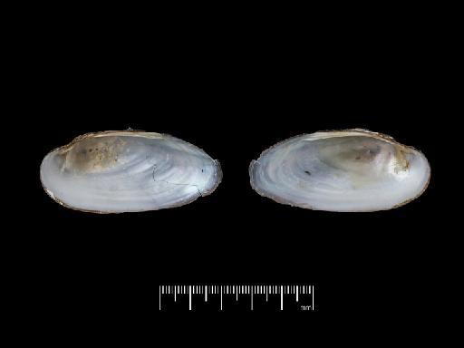 Unio mucidus Morelet, 1845 - 1893.2.4.1979-1980, SYNTYPES, Unio mucidus Morelet, 1845