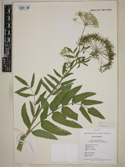 Sium latifolium L. - BM013737009