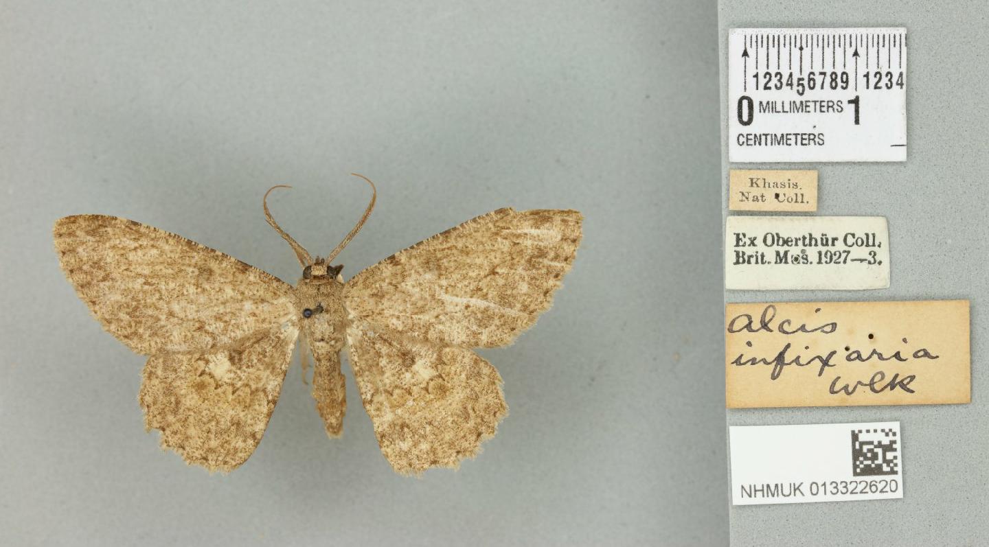 Hypomecis lioptilaria thumbnail