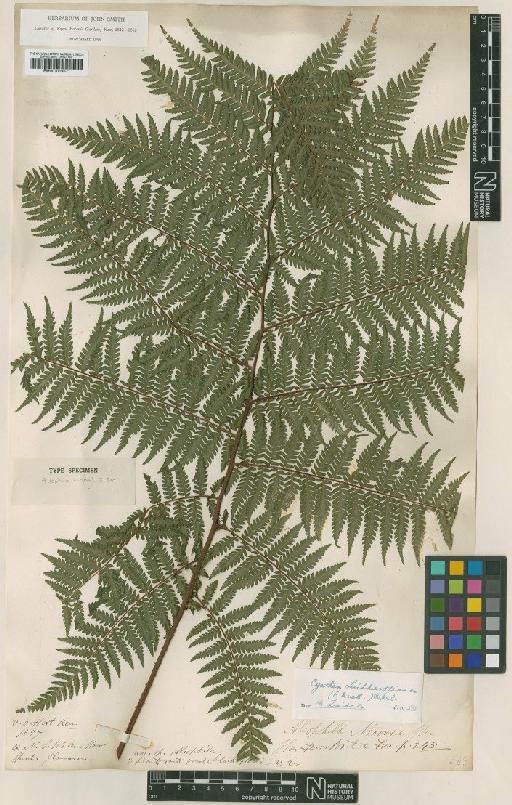 Cyathea leichhardtiana (F.Muell.) Copel. - BM001019571