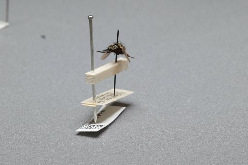 Sarcophaga (Myorhina) nigriventris Meigen, 1826 - 015092036_additional_1