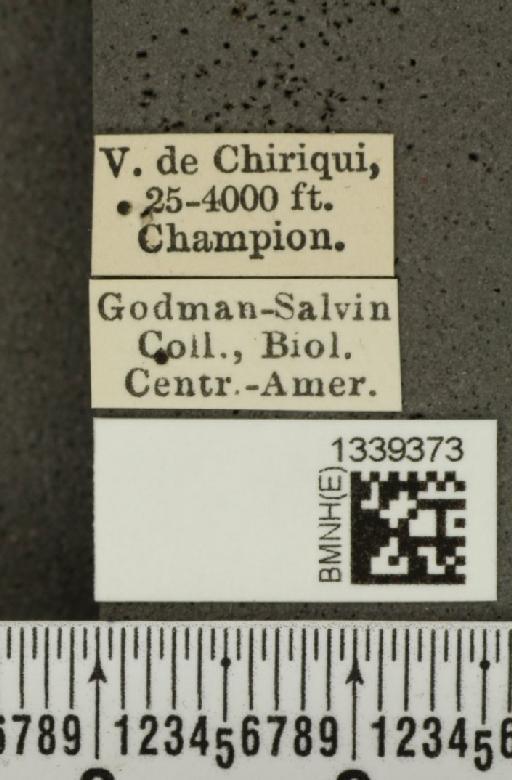 Isotes puella (Baly, 1886) - BMNHE_1339373_label_21902