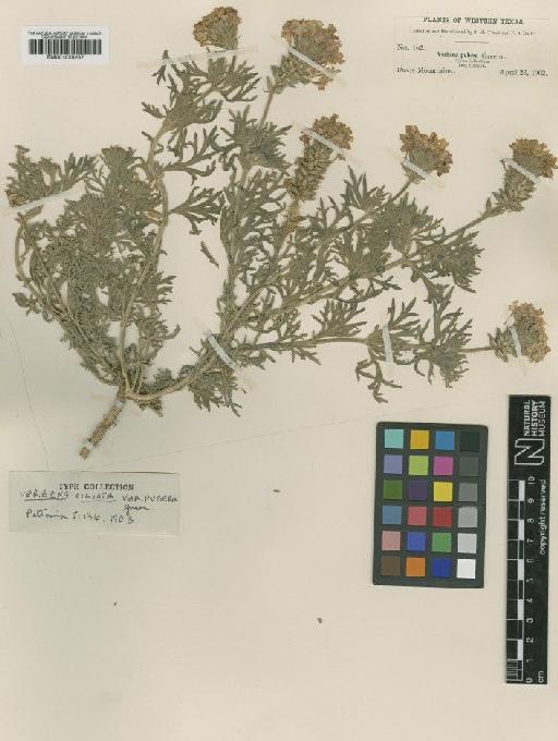 Verbena ciliata var. pubera (Greene) L.M.Perry - BM001025257