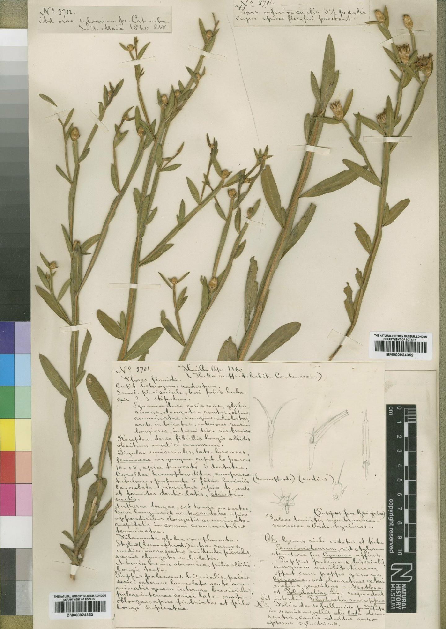 To NHMUK collection (Geigeria angolensis O.Hoffm.; Type; NHMUK:ecatalogue:4529381)