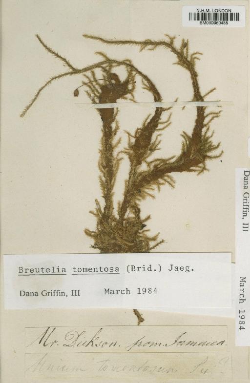 Breutelia tomentosa (Brid.) A.Jaeger - BM000960435