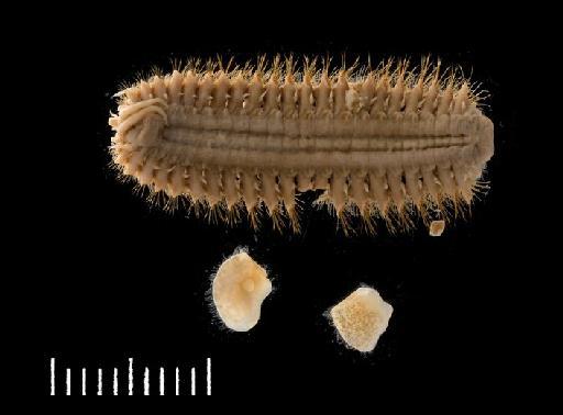 Barrukia cristata (Willey, 1902) - Polychaete type specimen 1911.11.1.91 ventral