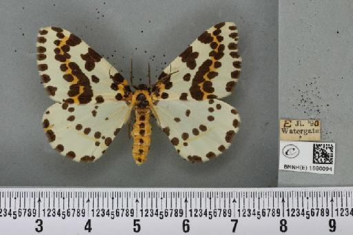 Abraxas grossulariata (Linnaeus, 1758) - BMNHE_1880094_438448