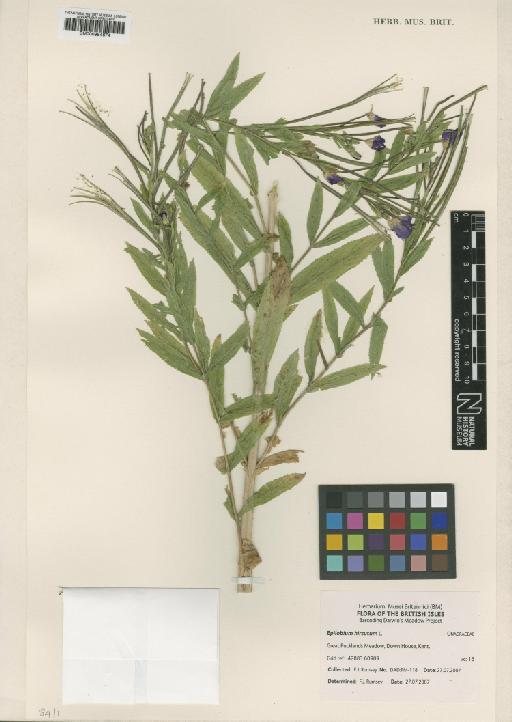 Epilobium hirsutum f. albo-rosea D.C.McClint. - BM000954674