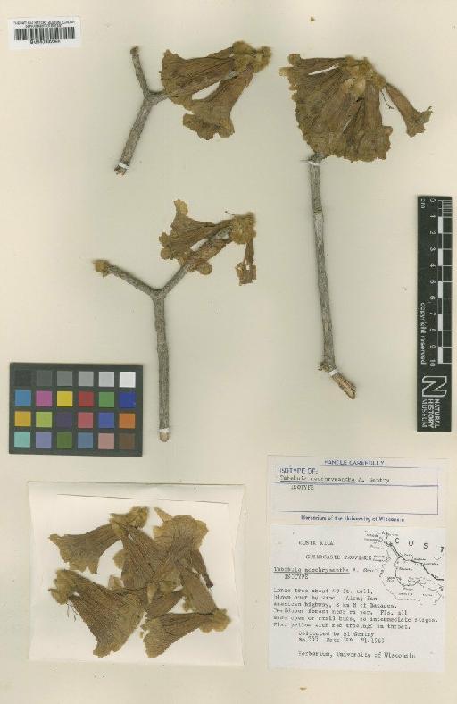 Tabebuia ochracea subsp. neochrysantha (A.H.Gentry) A.H.Gentry - BM000992395