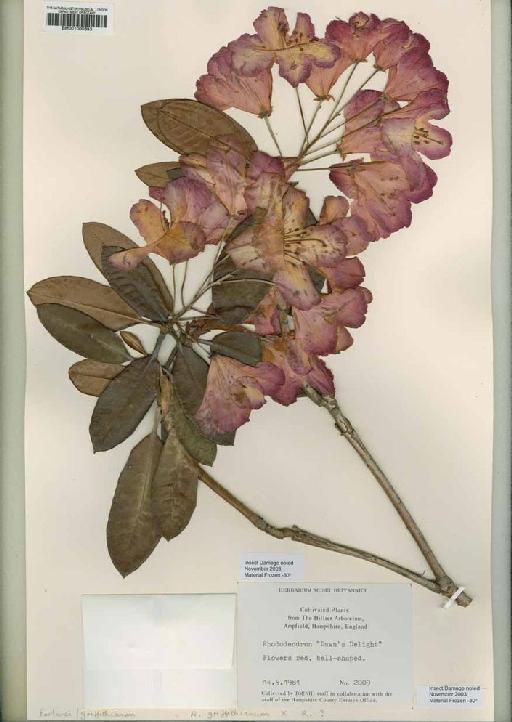 Rhododendron 'Dawn's Delight' - BM001000693