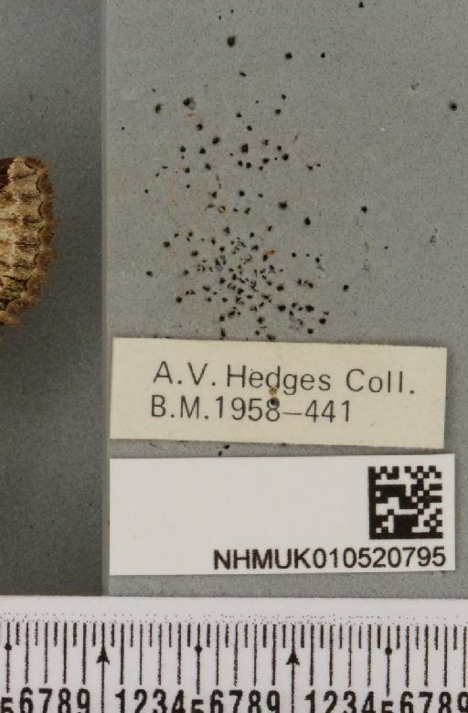 Allophyes oxyacanthae (Linnaeus, 1758) - NHMUK_010520795_label_574349