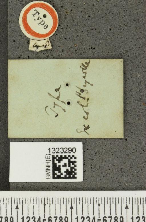 Paratriarius pulcher (Baly, 1865) - BMNHE_1323290_a_label_21689