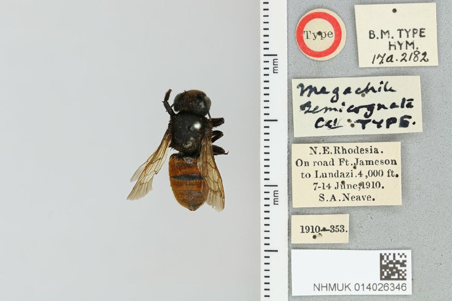 Megachile semicognata thumbnail