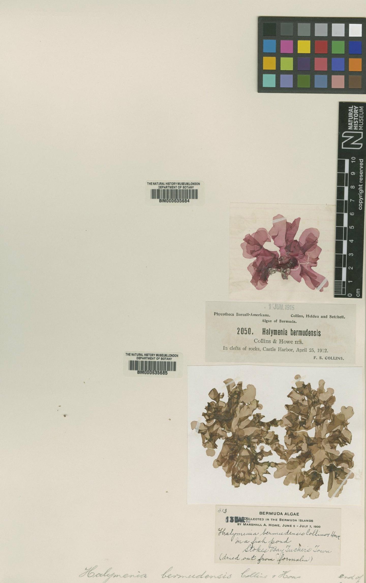 To NHMUK collection (Halymenia bermudensis F.S.Collins & Howe; TYPE; NHMUK:ecatalogue:4857536)